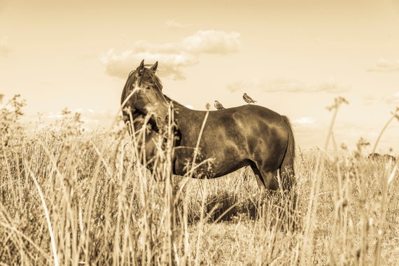 HORSE AND BIRDS. Horse Print, Equine Print, Photographic Print, Limited Edition Print
