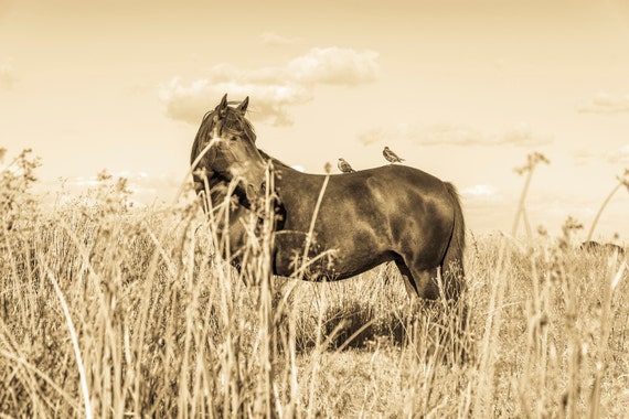 SEPIA TONED HORSE Print