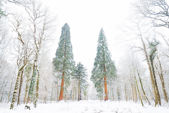 SNOW TREES, Christmas Trees Print, Winter Prints, New Forest Print, Dorset Print, Snowy Forest print