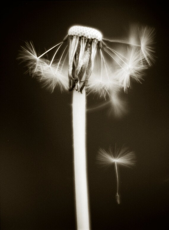 Dandelion Flower with Seed,Plant prints,nature prints,black and white picture,limited edition print