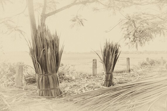 THE HARVEST. Vietnam Prints, Travel Photography, Countryside Picture, Sepia Tone, Limited Edition Print, Giclee Print
