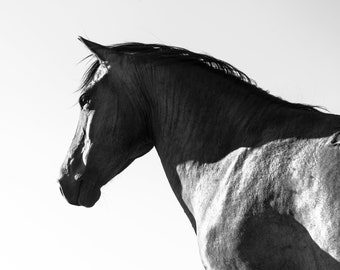 Estampado de caballo BLANCO Y NEGRO, estampados de caballos grandes