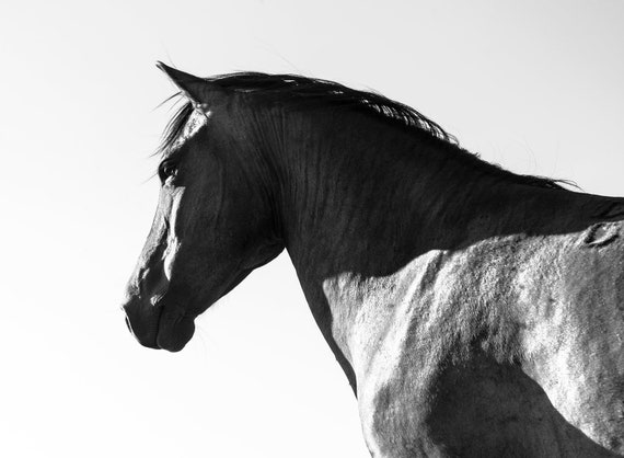 BLACK AND WHITE Horse Print, Large Horse Prints