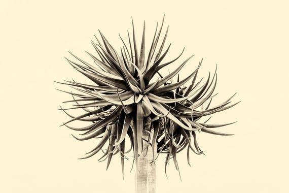 QUIVER TREE. Plant Print, Sepia Tone Print, South Africa, Black and White, Limited Edition Print, Travel Photography, Giclee print