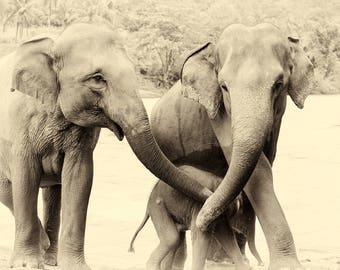 RIVER ELEPHANTS 3. Elephant Prints, Sri Lanka, Giclee Print, Wildlife Prints Limited Edition Print, Travel Photography, Sepia Toned Prints