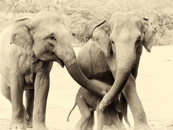 RIVER ELEPHANTS 3. Elephant Prints, Sri Lanka, Giclee Print, Wildlife Prints Limited Edition Print, Travel Photography, Sepia Toned Prints