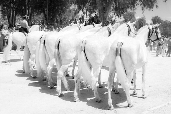 FAIRYTALE HORSES 5. Spanish Horses, Black And White Print, Monochrome Print, Horse Picture, Equine Art, Photographic Print.