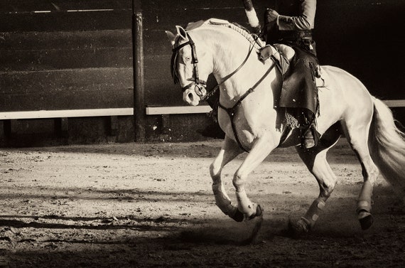 WHITE CHARGER. White Horse Print, Equine Prints, Horse Photography, Black and White Print, Spain, Travel Prints, Bullfighting Print, XXL