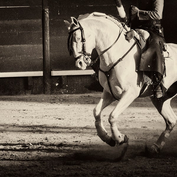 WHITE CHARGER. White Horse Print, Equine Prints, Horse Photography, Black and White Print, Spain, Travel Prints, Bullfighting Print, XXL