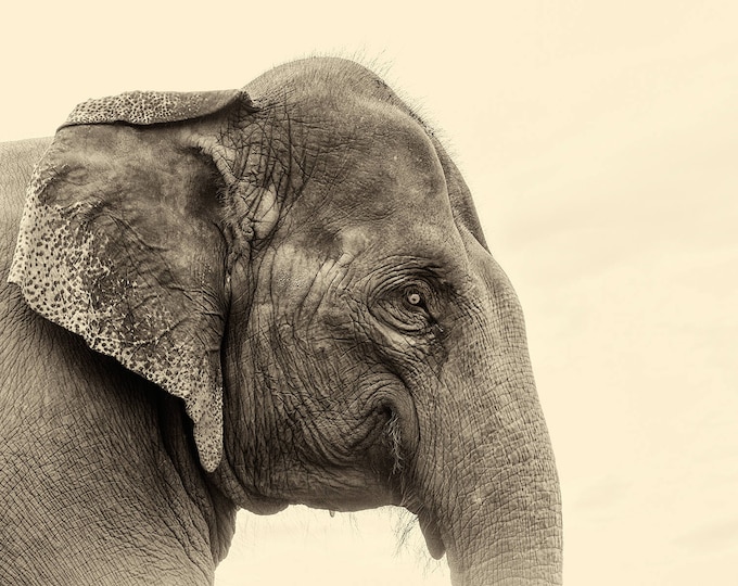 ELEPHANT PRINT,  Elephant Wall Art, Animal Prints