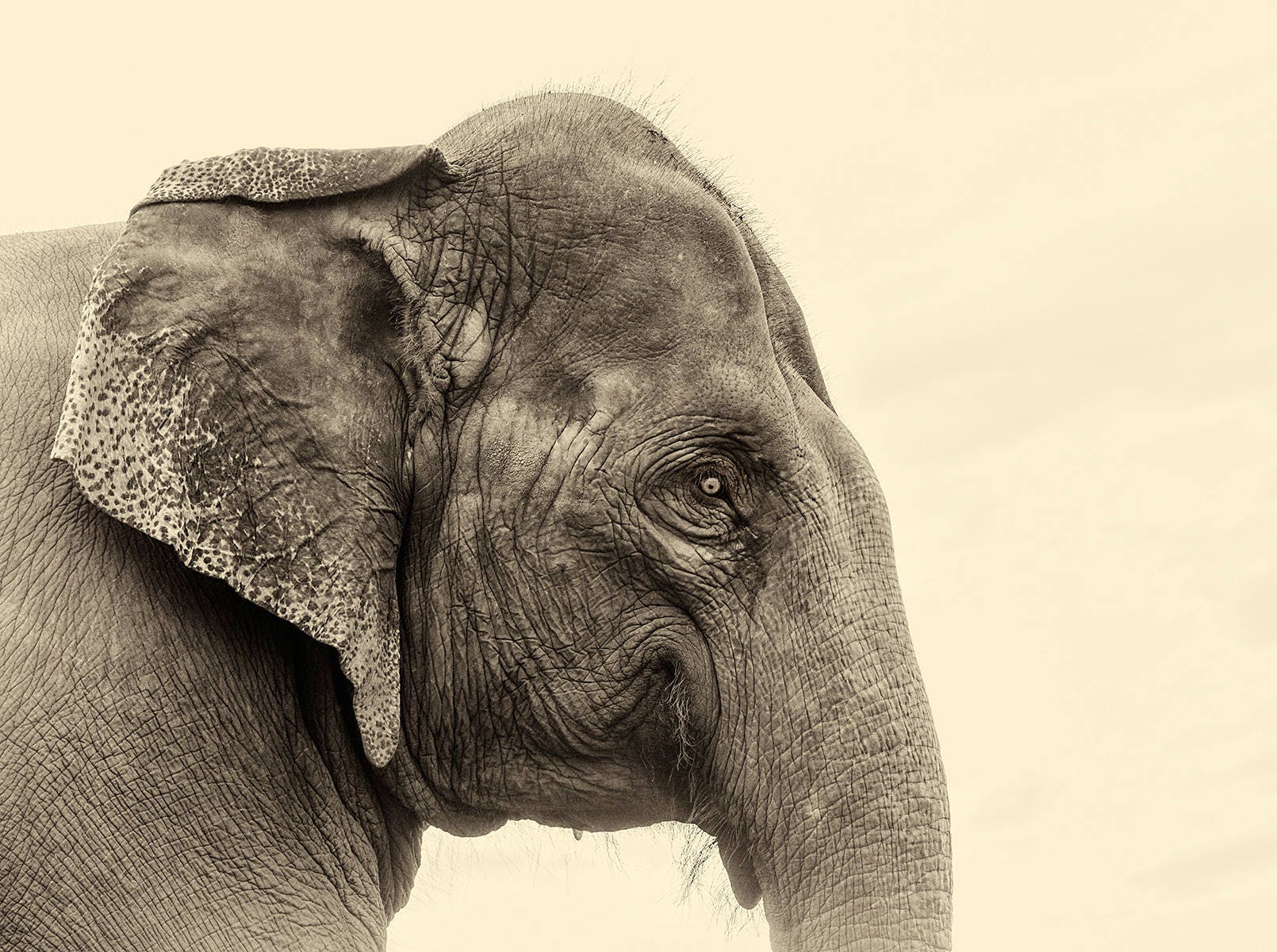 ELEPHANT PRINT, Elephant Wall Art, Animal Prints