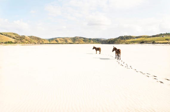 DONKEY LANDSCAPE PRINT