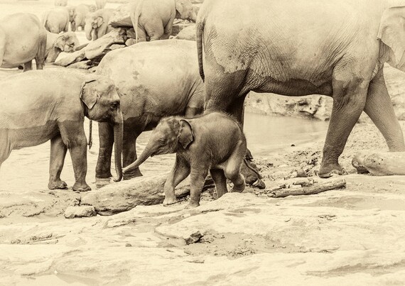 RIVER ELEPHANTS 2. Elephant Print, Sri Lanka Print, Travel Photography, Wildlife Print, Limited Edition Print, Photographic Print