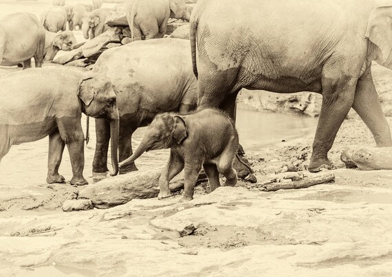 ELEPHANT PRINTS - THE ANDREW LEVER GALLERY