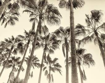 TALL PALM TREES Giclee Print