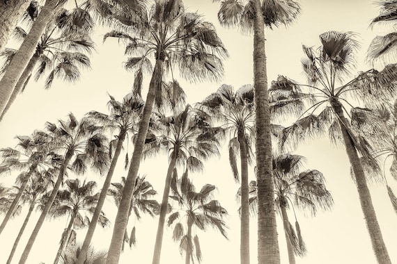 CANARY ISLAND PALMS. Palm Trees, Canary Islands, Sepia Toned Print, Limited edition, Wall Art, Photographic Print, Giclee Print