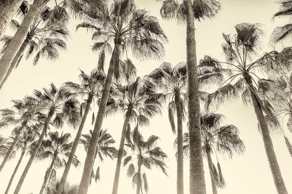 TALL PALM TREES Giclee Print