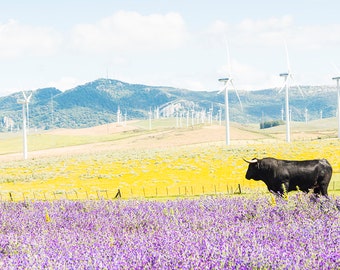 BULL AMONGST FLOWERS. Acrylic Mounted Print, Spain Prints, Landscape Print, Travel Prints, Animal Prints, Limited Edition Print,