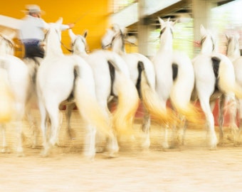 SPANISH HORSE PRINT