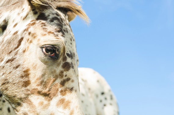 HORSE PRINTS, Horse Photography, Animal Art Print