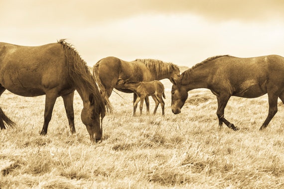 UNTITLED. Horse Print, Sepia Toned, Christchurch Picture, Dorset Print, Photographic Print, Limited Edition.