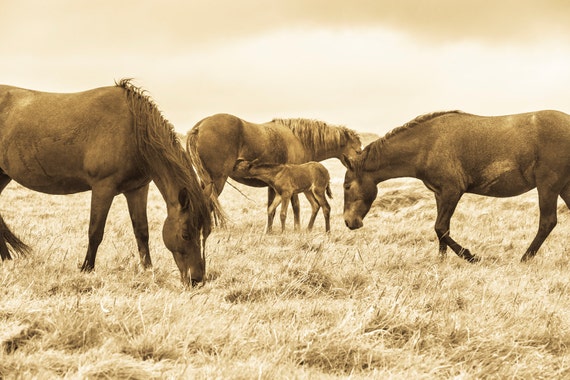 SEPIA TONED HORSE Print