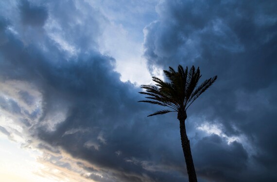 LARGE PALM TREE Print