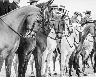 SPANISH HORSES PRINT in black and white