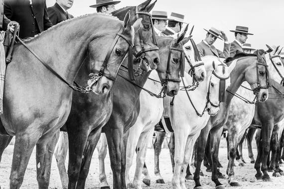 Horse Prints, "The Line Up", Spanish Horses, Travel Prints,Equine Prints, Black and White Prints, Cowboy Prints, Equestrian Prints