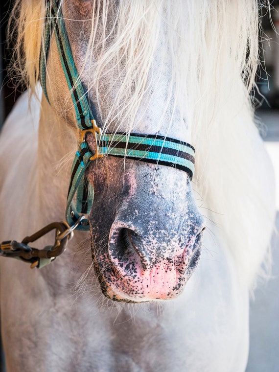 THE WHITE STALLION. Horse Print, Equine Art, Photographic Print, White Horse, Limited Edition Print.