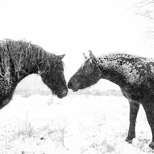 Horse print,Snow Horses, New Forest Ponies, Animal Prints, Dorset Prints, Equine Photography, Black Horses image 1