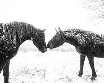 Horse print,"Snow Horses", New Forest Ponies, Animal Prints, Dorset Prints, Equine Photography, Black Horses