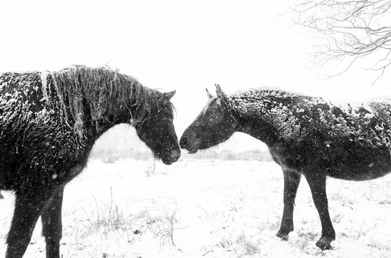 Horse print,"Snow Horses", New Forest Ponies, Animal Prints, Dorset Prints, Equine Photography, Black Horses