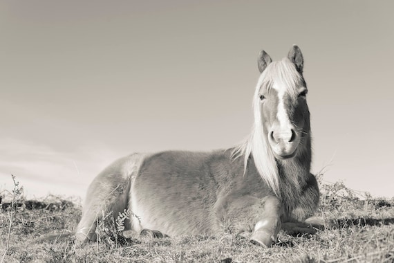 BLONDIE. Horse Photography, New Forest Pony, Equine Print, Limited Edition Print, Black And White Print.