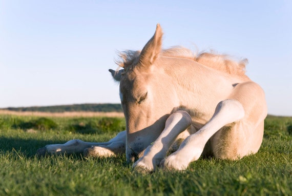 HORSE FOAL PRINT