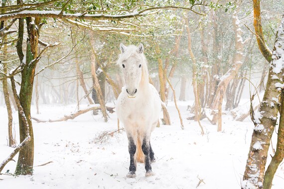 Winter Forest Horse Print, Horses In Snow Print, Equine Print, White Horse, New Forest Pony, Animal Print, Dorset print