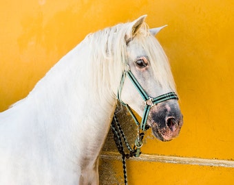 WHITE HORSE PRINT, Horse Wall Art