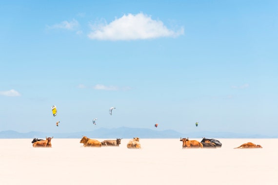 Cow Prints. "Cows and Kites", Photographic Print, Cow Photography, Wildlife Print, Tarifa Beach, Fine Art Photography, Wall Decor, XXL