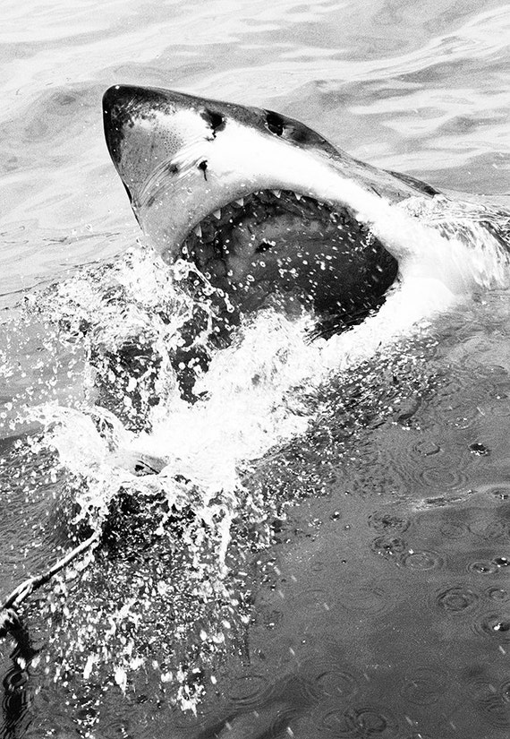 GREAT WHITE SHARK Print, Black And White Photography