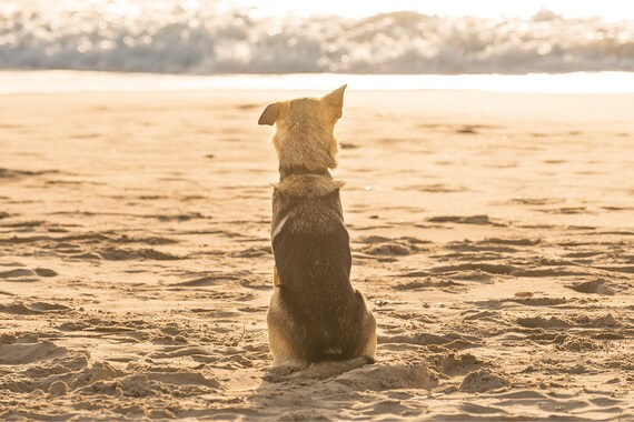 WAITING. Dog Portrait, Animal Print, Photographic Print, C Type Print, Beach Picture