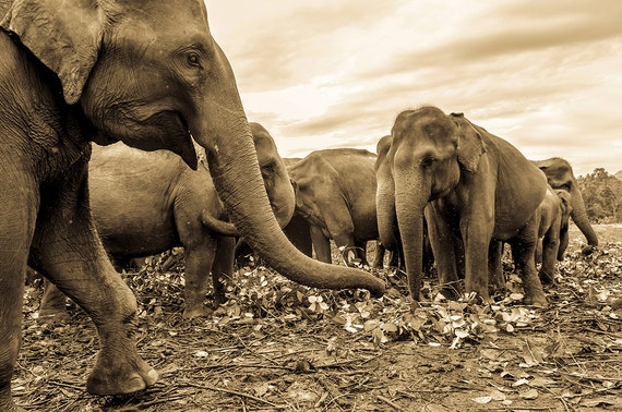 Elephant Print, Herd Of Elephants,Sr Lanka,Travel Prints,Animals,Nature,Photographic print,Limited Edition Print