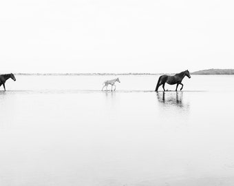 BLACK AND WHITE Horse prints