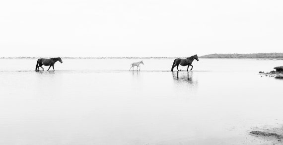 WALKING ON WATER, Horse Prints, Equine Print, Animal Prints, Wildlife Print, Dorset Prints, Black and White Art