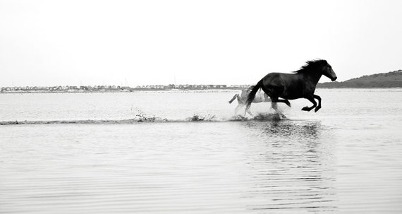 Horses Galloping In Sea Print, Black Horse Galloping Print, Black and White Horse Print, Large Horse Prints, Dorset Horse Prints,