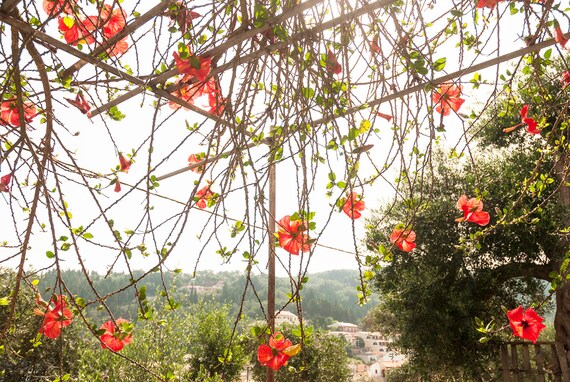 RED HIBISCUS FLOWERS. Flower Print,Red Hibiscus,Photographic Print,Photographic Print