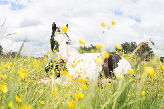 Horse Prints,Equine Prints,Wildlife Prints,Animal Prints,Limited Edition Prints,Large Prints