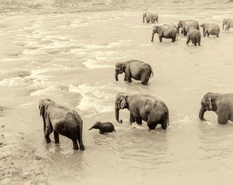 RIVER ELEPHANTS PRINT, Wildlife Photography