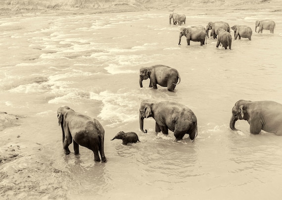 RIVER ELEPHANTS PRINT, Wildlife Photography