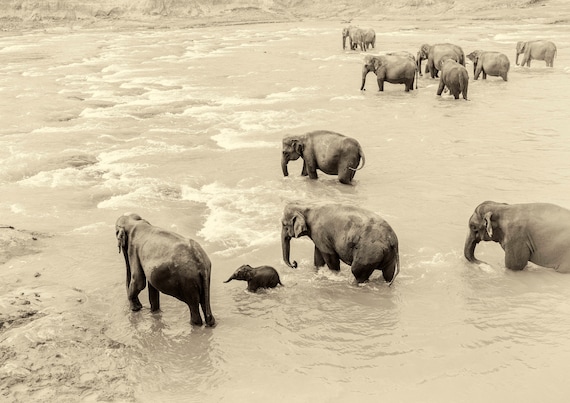 ELEPHANT PRINTS - THE ANDREW LEVER GALLERY