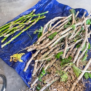 K&ouml;nnte beinhalten: Eine Sammlung von Pflanzenschnittlingen, bestehend aus mehreren glatten, hellgr&uuml;nen St&auml;ngeln auf der linken Seite und einem gr&ouml;&szlig;eren B&uuml;ndel holziger, dorniger, hellbrauner St&auml;ngel mit verstreuten gr&uuml;nen Bl&auml;ttern und Resten auf der blauen Plane.